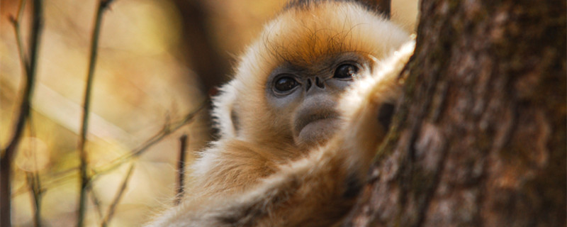 金丝猴的生活习性 金丝猴的生活特点