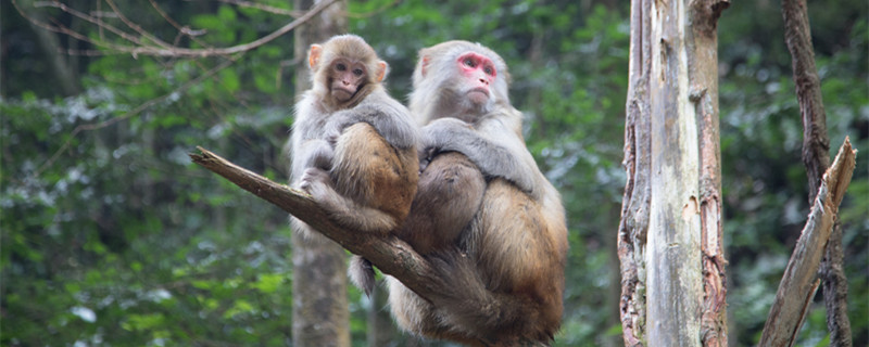 猴子尾巴的作用 猴子尾巴的作用和用途
