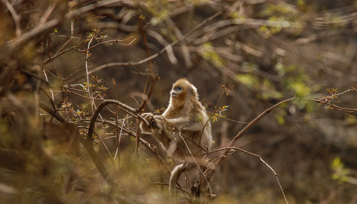 金丝猴的生活习性 金丝猴的生活特点
