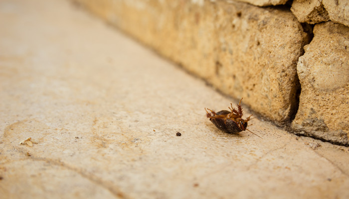 家里有蟑螂是什么原因造成的 家里有蟑螂到底是什么原因造成的