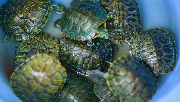 乌龟与甲鱼的区别 乌龟和甲鱼怎么区分