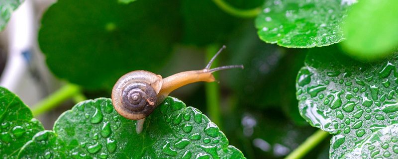 蜗牛 (3).jpg