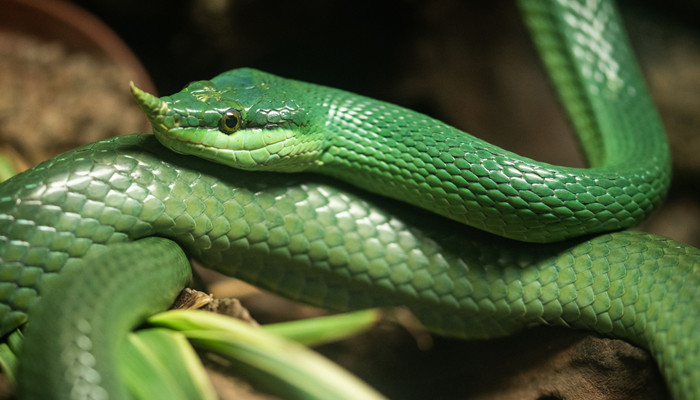 蛇3.jpg