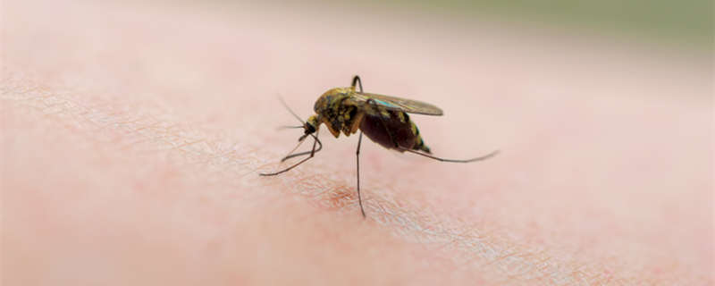 蚊子的幼虫是什么