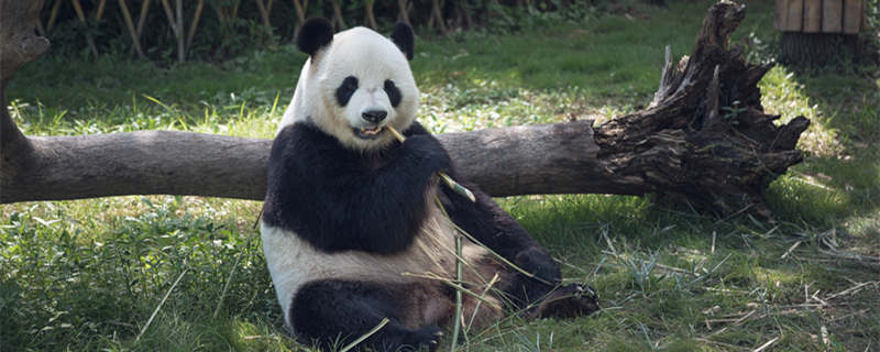 摄图网_500716720_可爱熊猫吃竹子（企副本.jpg