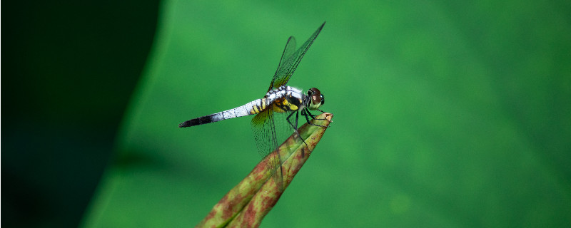蜻蜓的特点和生活特征介绍