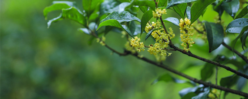 八月桂花树值钱吗图片欣赏