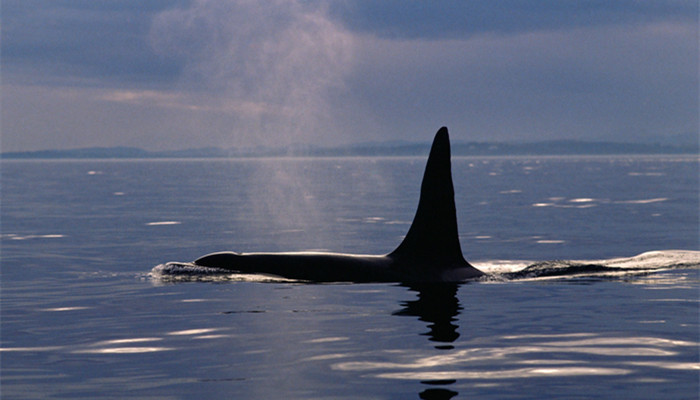 鲸鱼 (3).jpg