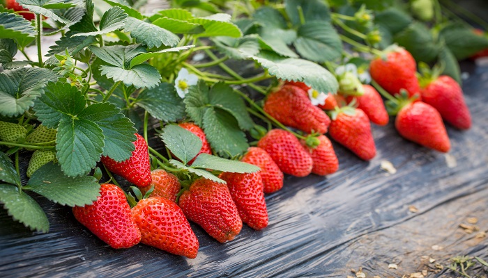 草莓 (3).jpg