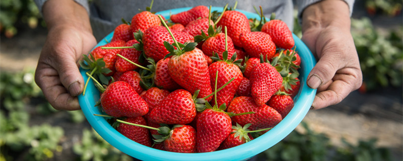  草莓1.jpg