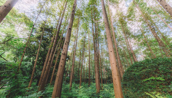 摄图网_500119095_绿色植物树干森林结构自然（企业商用）_副本.jpg