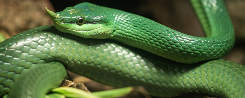 蛇 (3).jpg