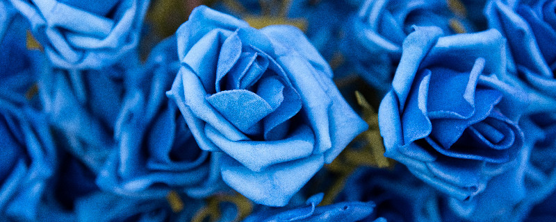蓝玫瑰5.jpg