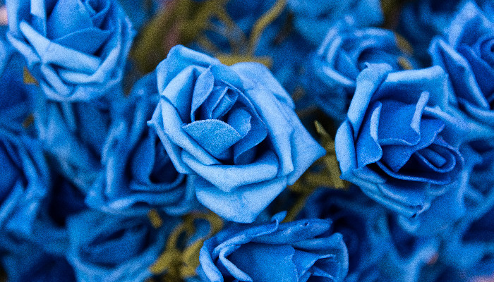 蓝玫瑰4.jpg