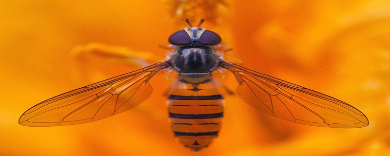 800-320蜜蜂.jpg