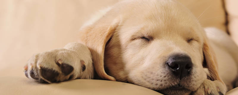 摄图300452089_可爱的拉布拉多小狗睡沙发上（企业商用）_副本.jpg