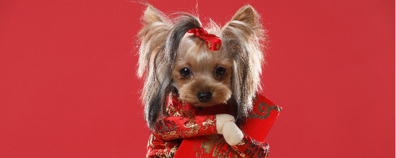 約克夏犬怎麼養才最好約克夏犬飼養注意事項