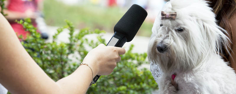 长须柯利牧羊犬图片