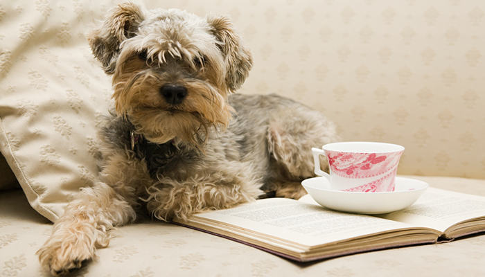 茶杯犬的外貌和特点