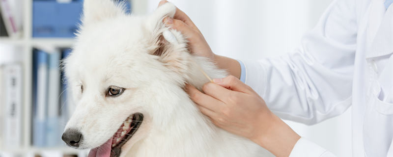 宠物狗牙齿耳朵和牙齿的清理方法