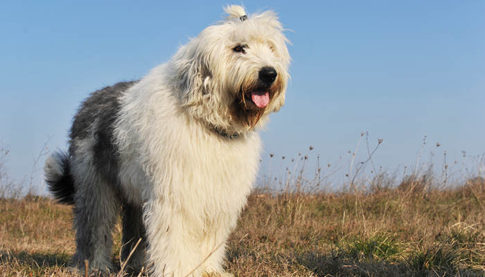 长须柯利牧羊犬机灵吗 长须柯利牧羊犬哪种颜色好 - 天气加