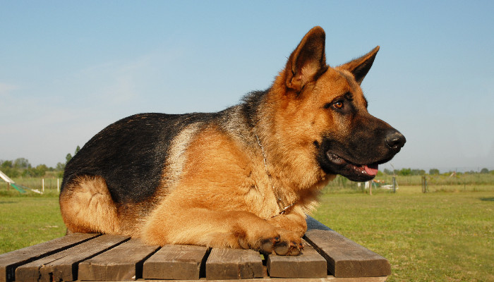 德牧幼犬喂养方法 德牧幼犬饲养的要点