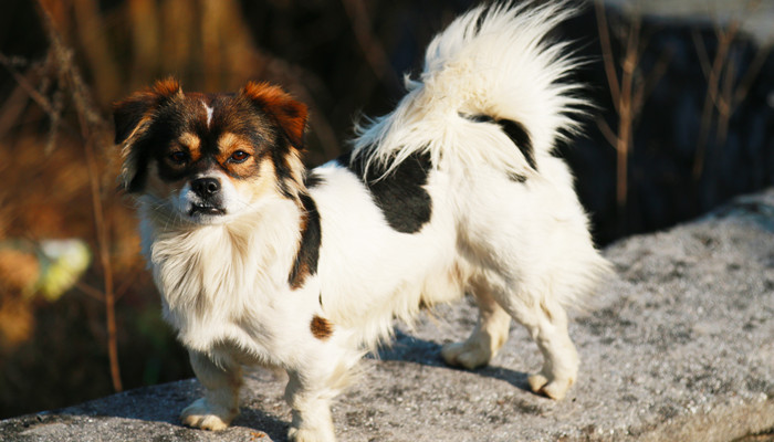 给蝴蝶犬修毛的几个步骤蝴蝶犬耳朵几个月能竖起来