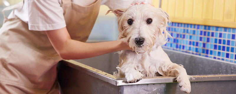 关于宠物狗狗洗澡的注意事项