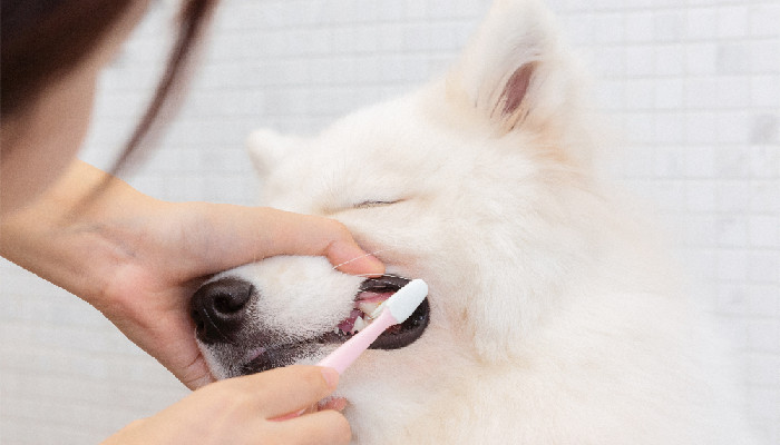 狗刷牙1.jpg