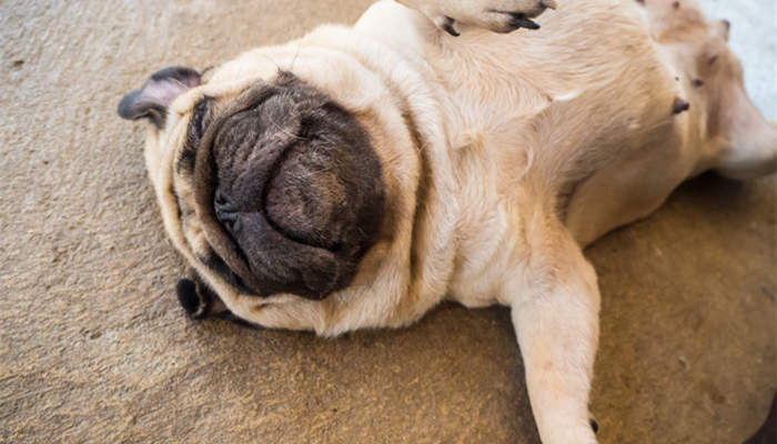 狗狗睡觉打呼噜是什么原因