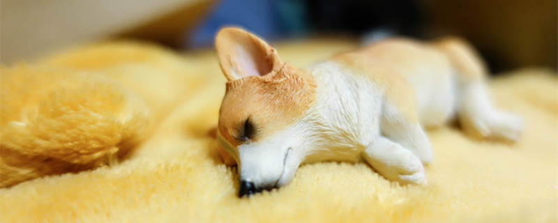 狗狗睡觉打呼噜是什么原因