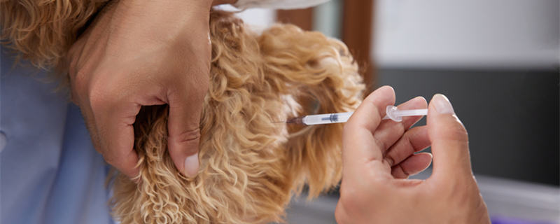 狗狗打疫苗之后会有什么不良反应么