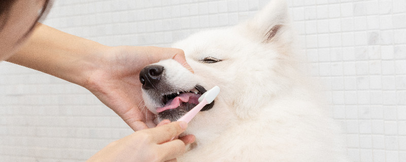 狗狗洗牙有危险吗