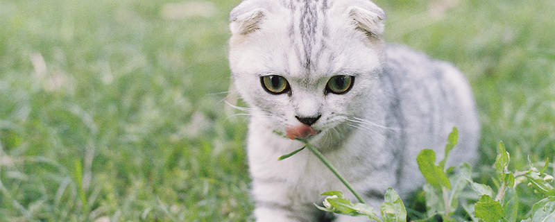 摄图网_500617016_小猫在草坪上玩耍（）_副本.jpg