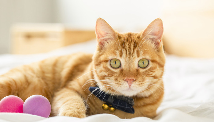 波斯猫的性格特征有哪些波斯猫吃什么 天气加