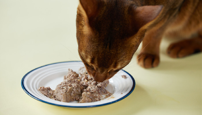 猫咪可以吃什么食物