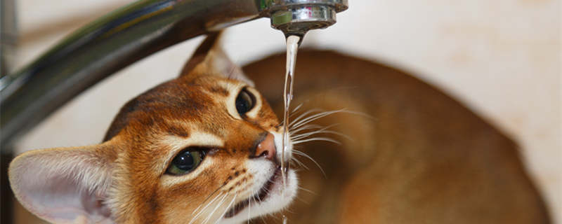 应该给猫咪喝自来水还是过滤水