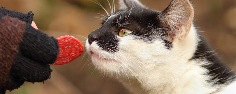 摄图网_307743876_食物健康晶须可爱的猫吃着一小片香肠（企业副本.jpg