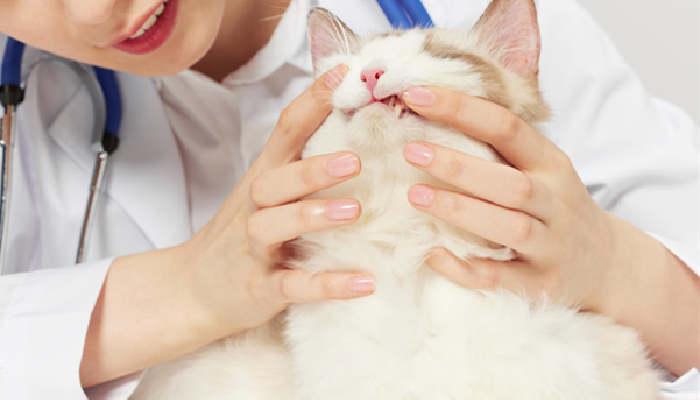 摄图网_501773146_宠物医生给宠物猫检查猫牙齿（企业商用）_副本.jpg
