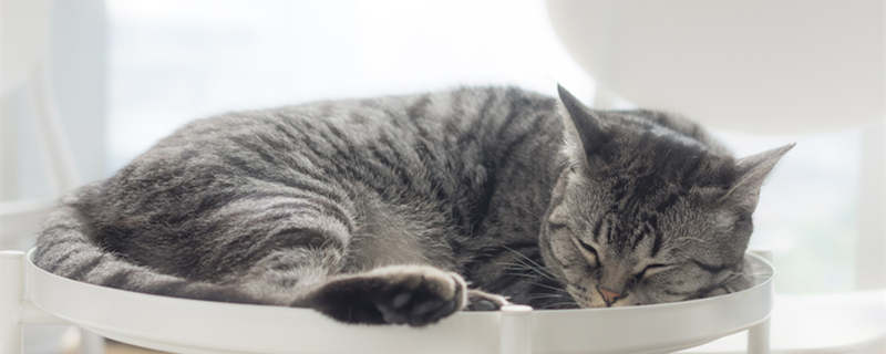 摄图网_501420659_睡觉的猫咪（企_副本.jpg