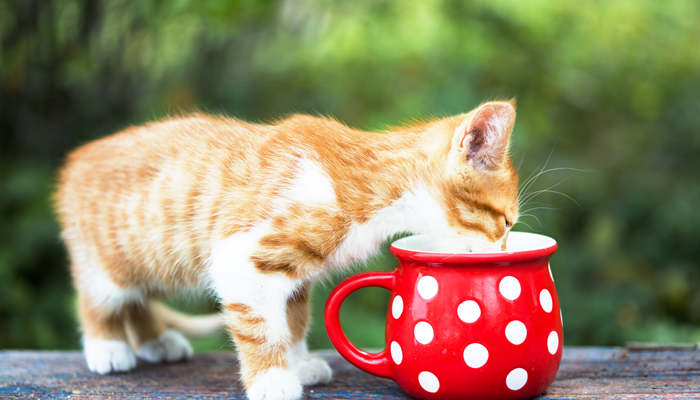 宠物猫可以喝豆浆吗