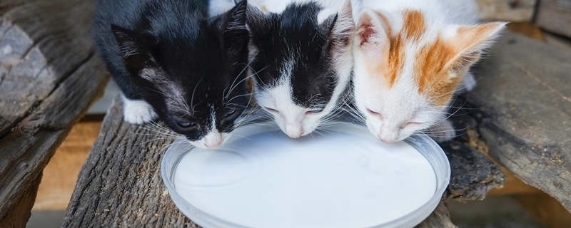 宠物猫可以喝豆浆吗