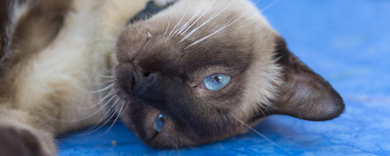 摄图网_300872789_蓝眼睛的暹罗猫（）_副本.jpg