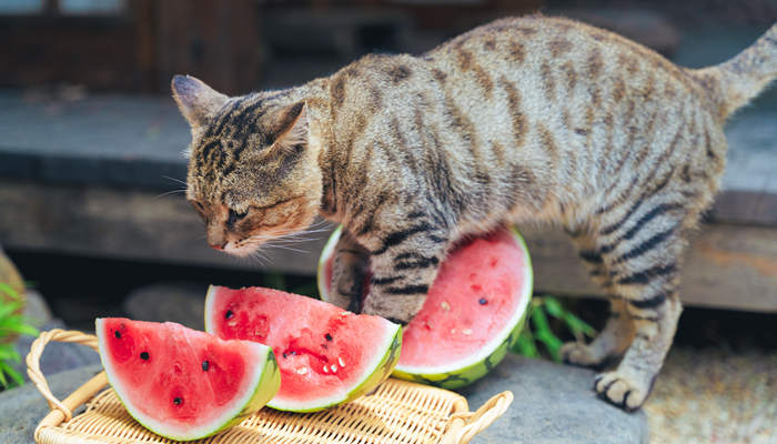 摄图网_501782475_夏日阳光下想要吃西瓜的小馋猫（企业商用）_副本.jpg
