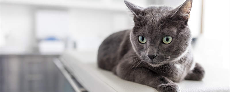 摄图网_300034838_躺兽医诊所床上的俄罗斯蓝猫的特写（企副本.jpg