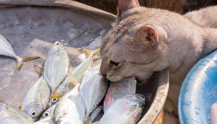 摄图网_307505740_一种吃猫在市场从盘托上偷鱼食物（企_副本.jpg
