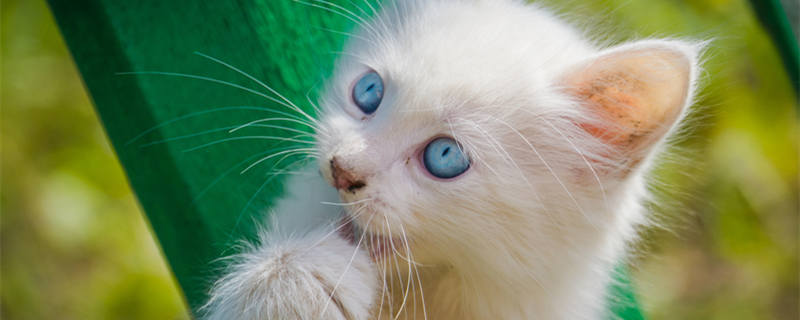 摄图网_303388277_蓝眼睛的可爱白小猫在户外玩旧绳子（企业_副本.jpg