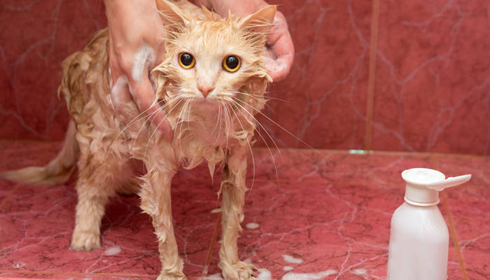 摄图网_306856872_在浴室内自制的猫洗澡（企业商本.jpg
