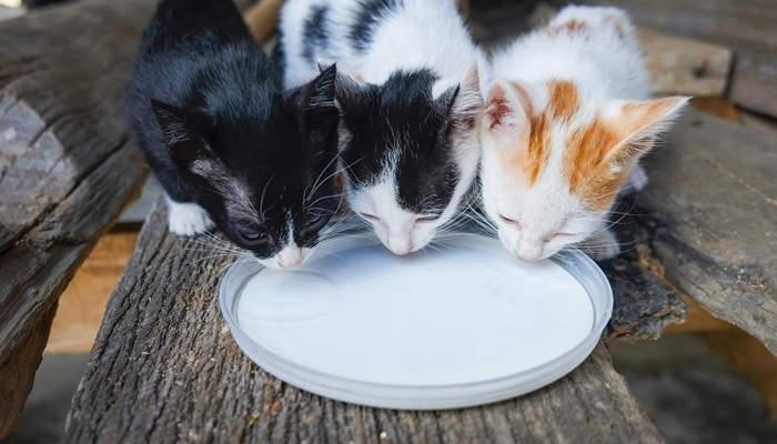 摄图网_30591_猫咪喂奶美丽的三只小猫吃掉盘子里的宠物喂奶(企业商用