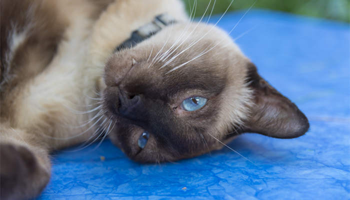 摄图网_300872789_蓝眼睛的暹罗猫（企_副本.jpg
